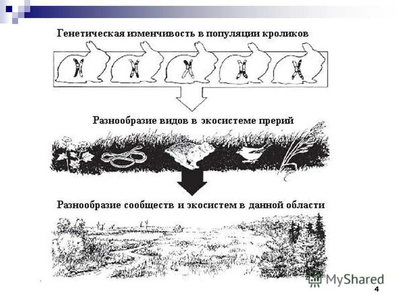 Генетическое биоразнообразие примеры. Популяция растений и животных. Генетическое разнообразие примеры. Лошадь внутривидовое или видовое разнообразие. Сохранение биоразнообразия.