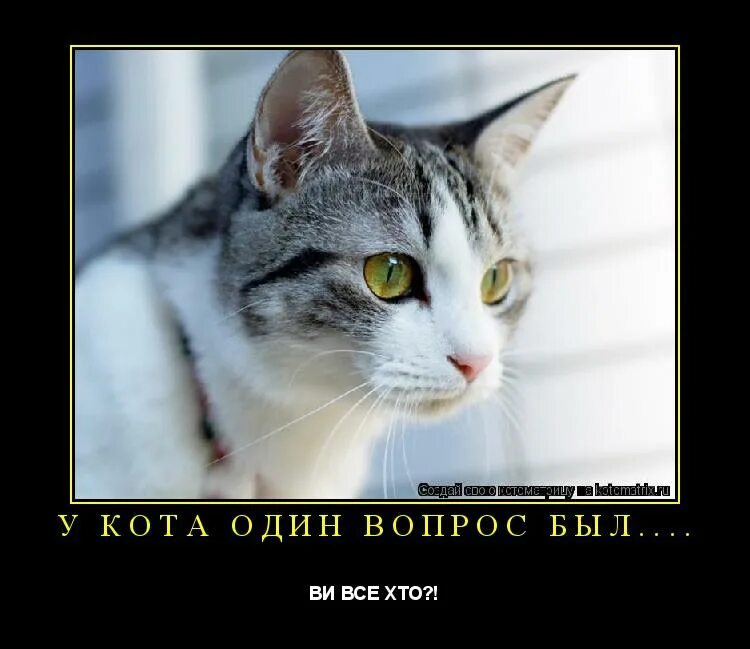 мс антикошка. кот один дома неделю. неделю назад пропал мой кот. мой кот пропал. кот один дома.