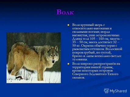 Описание волка обыкновенного