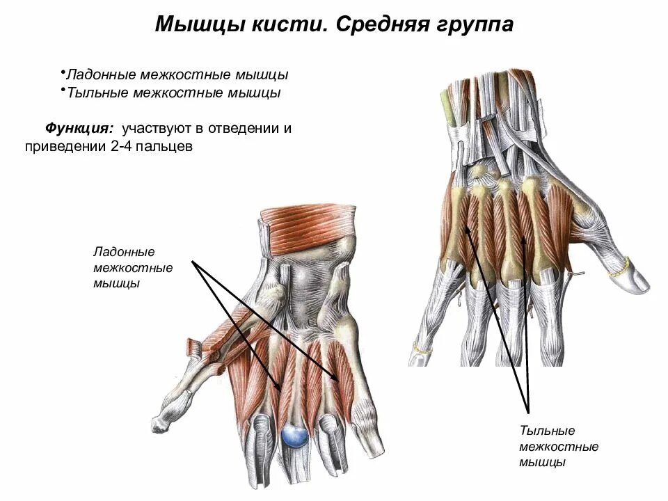 Сгибатели пальцев кисти анатомия. Мышцы ладонной поверхности кисти анатомия. Медиальная группа мышц кисти. Мышцы гипотенара кисти. Мышца среднего пальца.