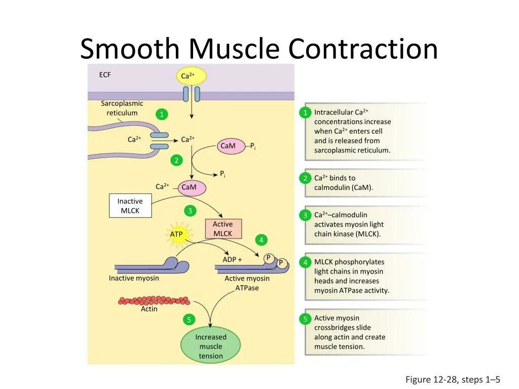 Smooth muscle contraction. Smooth muscle Cell contraction. Muscle contraction mechanism. Smooth muscle contraction mechanism. Fluent перевод