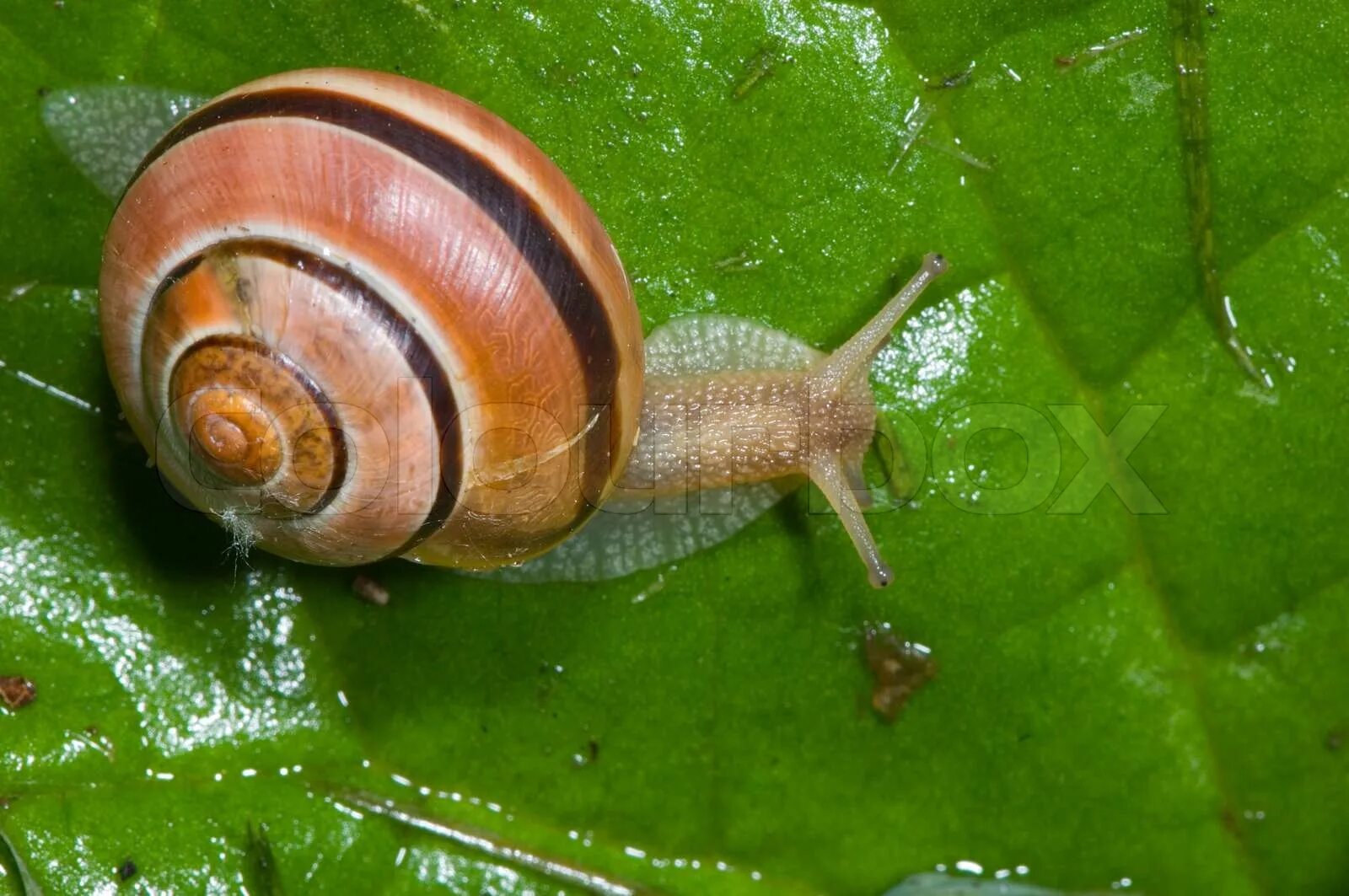 Бег улиток сюжет кратко. Rabid Snails. Доктор улитка содержание