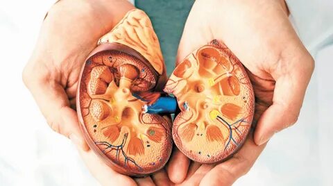 Urgen a diagnosticar enfermedad renal a tiempo Noticias Diario de Morelos