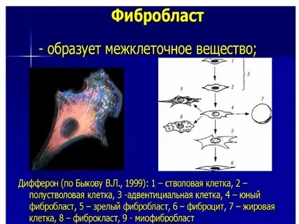Фибробласты строение