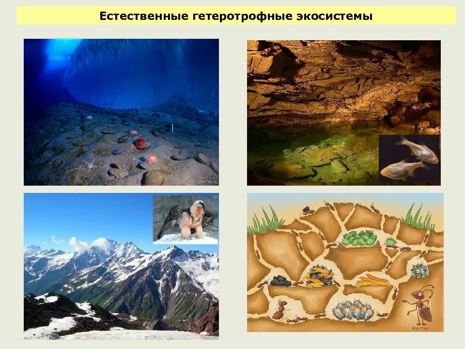 Естественная гетеротрофная экосистема. Автотрофной экосистемы. Гетеротрофные экосистемы примеры. Гетеротрофные компоненты экосистемы. Автотрофной экосистемы.