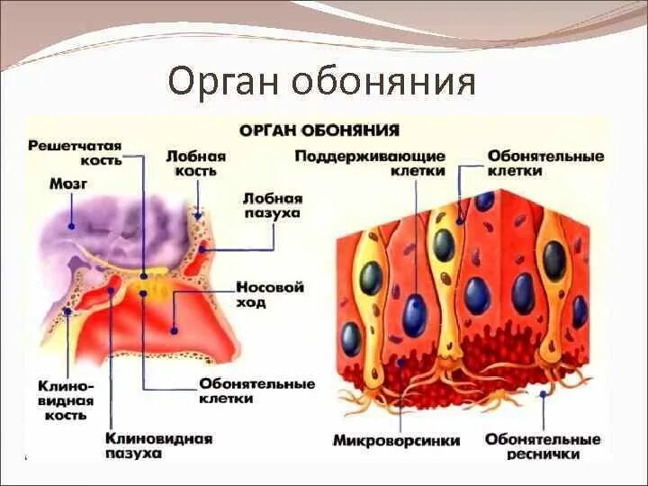 Сколько восстанавливается обоняние. Сколько восстанавливается обоняние