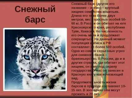 Рассказ про снежного барса