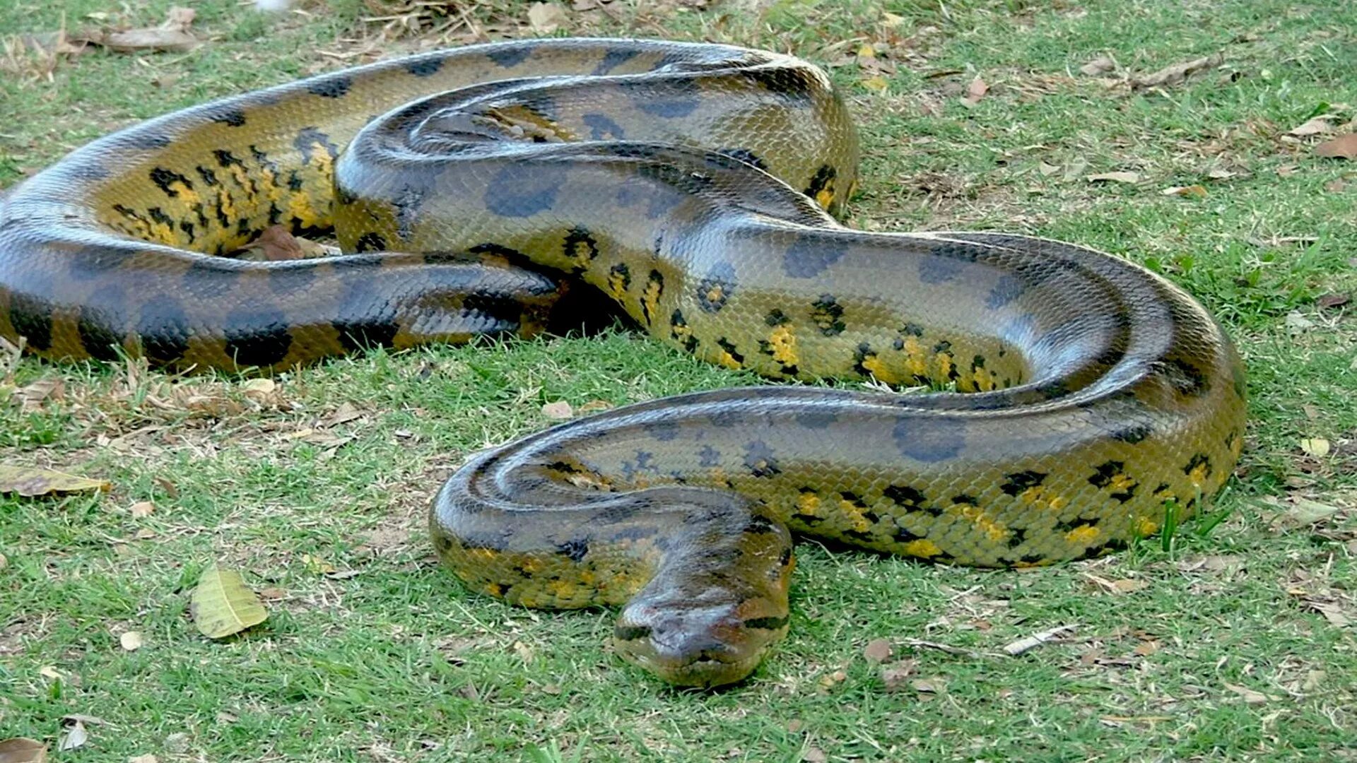 Анаконда змея. Самая большая змея в мире Анаконда. Река Амазонка змея Анаконда.