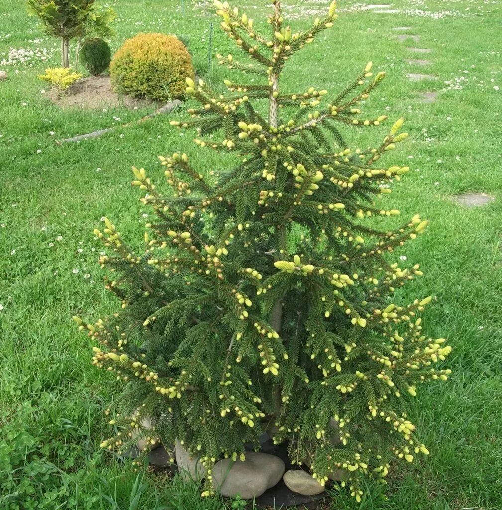 Picea aurea