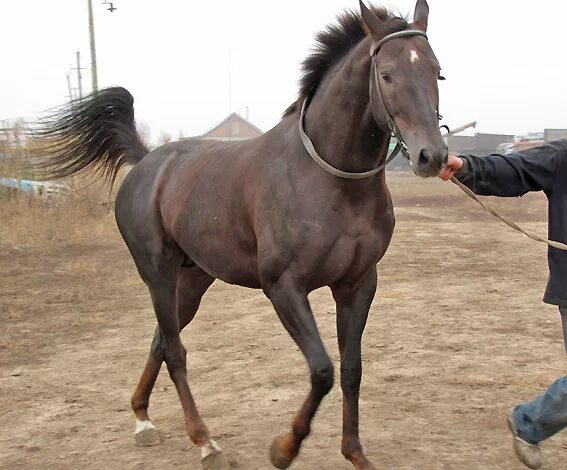авито лошади астраханская. рысака ногайского. авито лошади. русский верховой мерин. астраханская порода лошадей.