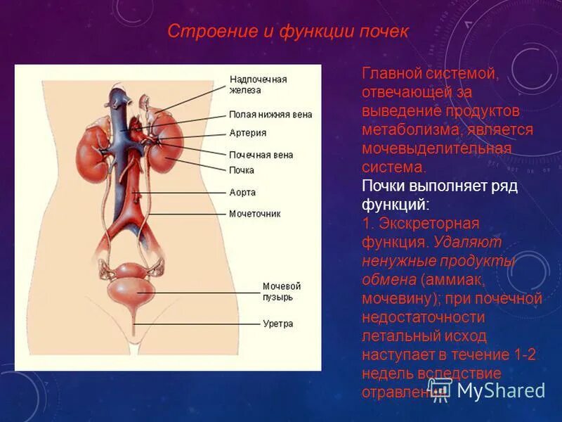 Выбери орган относящийся к выделительной системе