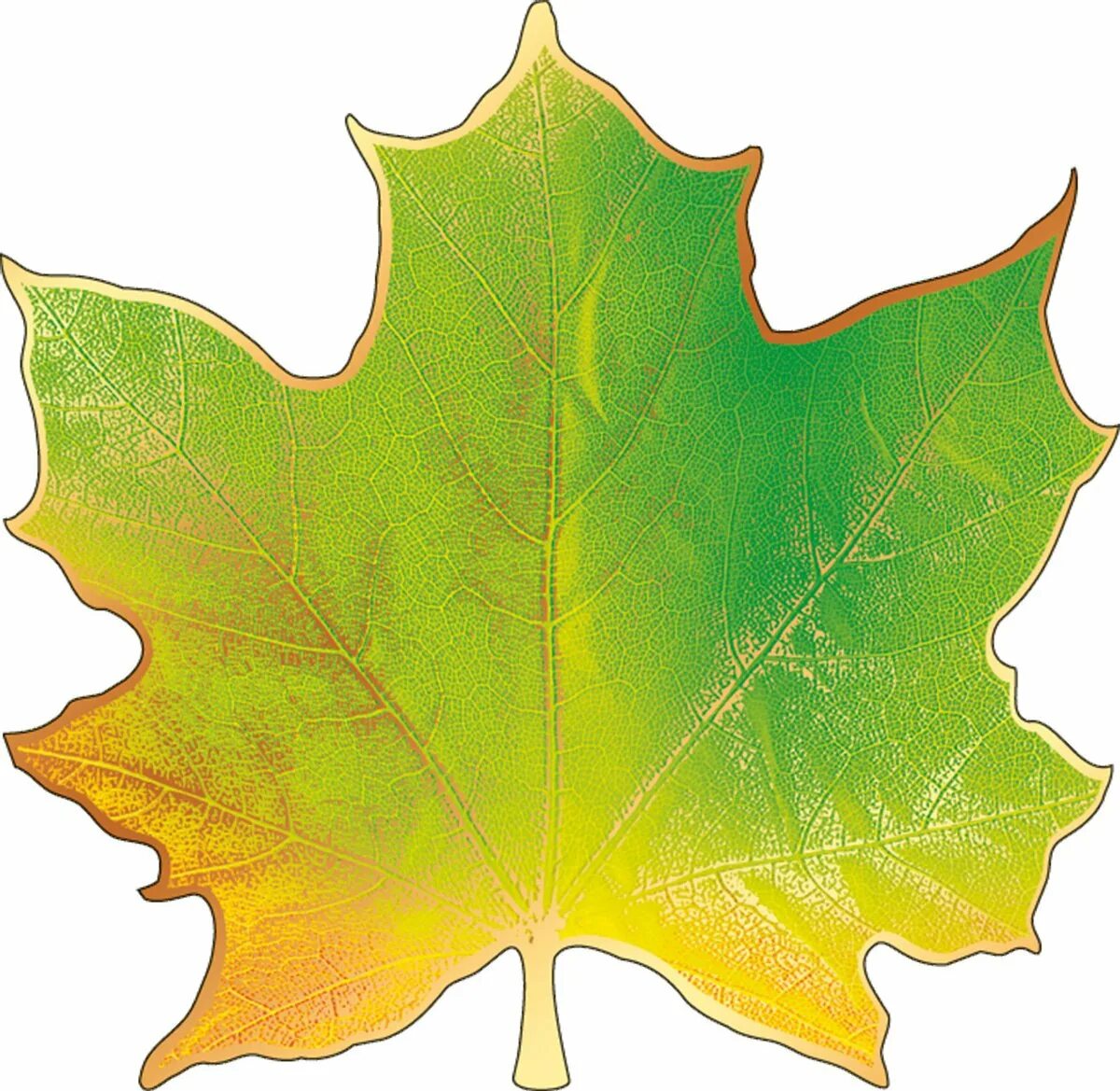 Кленовый лист. Осенние листочки. Большой кленовый лист. Большие кленовые листья.