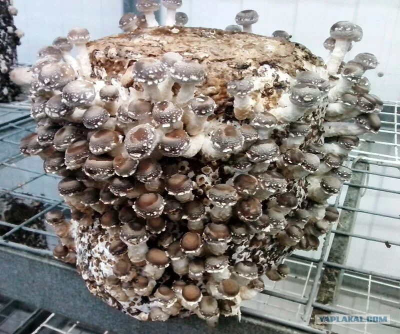 Грибница в горшке. Как вырасти грибы в квартире. Как вырасти грибы в квартире. Вешенки шиитаке. Вешенки грибы домашние.