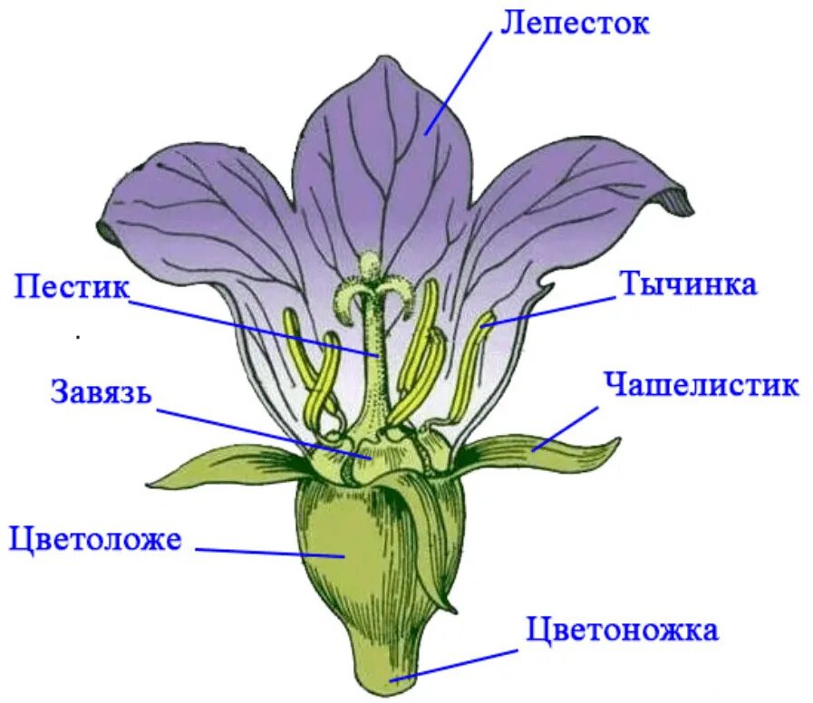 Моя лаборатория строение цветка. Строение цветка. цветок видоизмененный побег. строение цветка примулы. строение цветка перцвета.