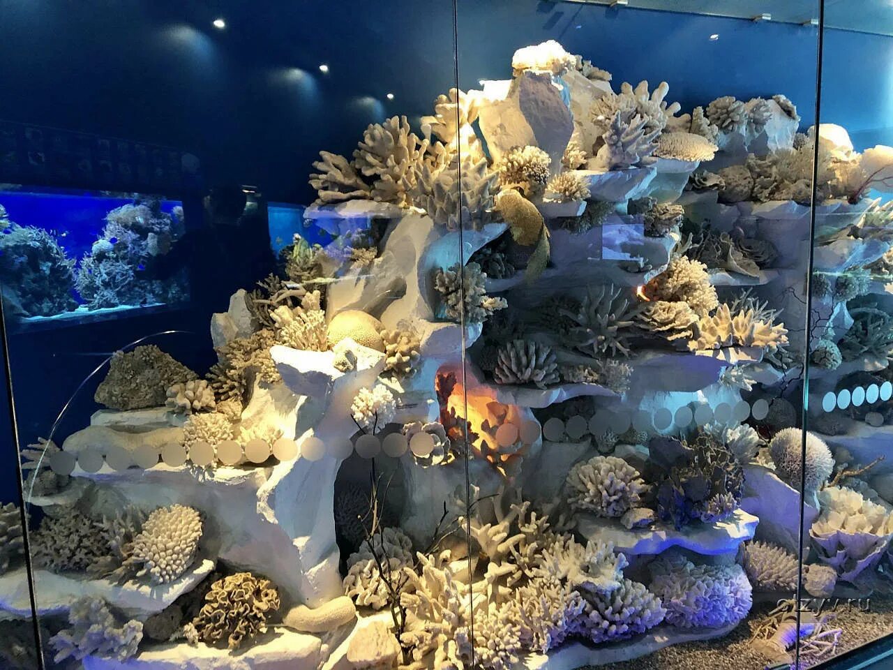 Музей моря в калининграде. Музей моря в калининграде. Музей мирового океана калин. Музей океана в калининграде. Морской музей калининград.