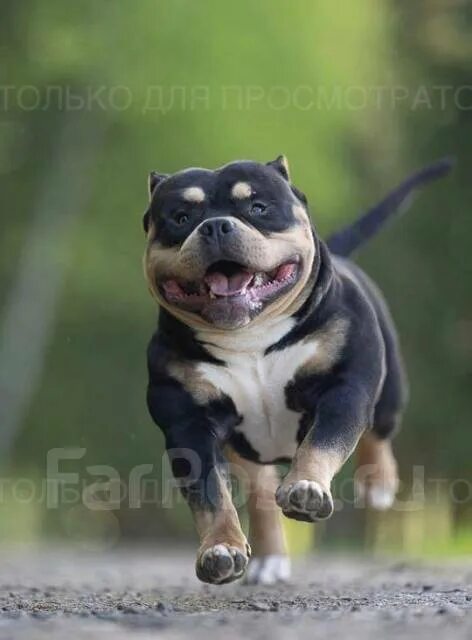 Альфабулс. Альфабулс. Альфабулс. Альфабулс. Альфабулс.