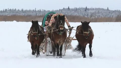 Лошади архангельская область