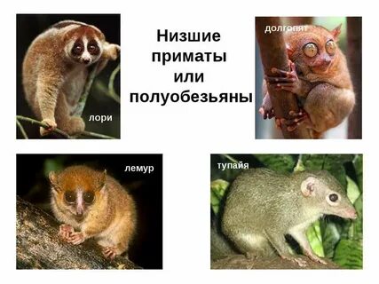 Низшие обезьяны