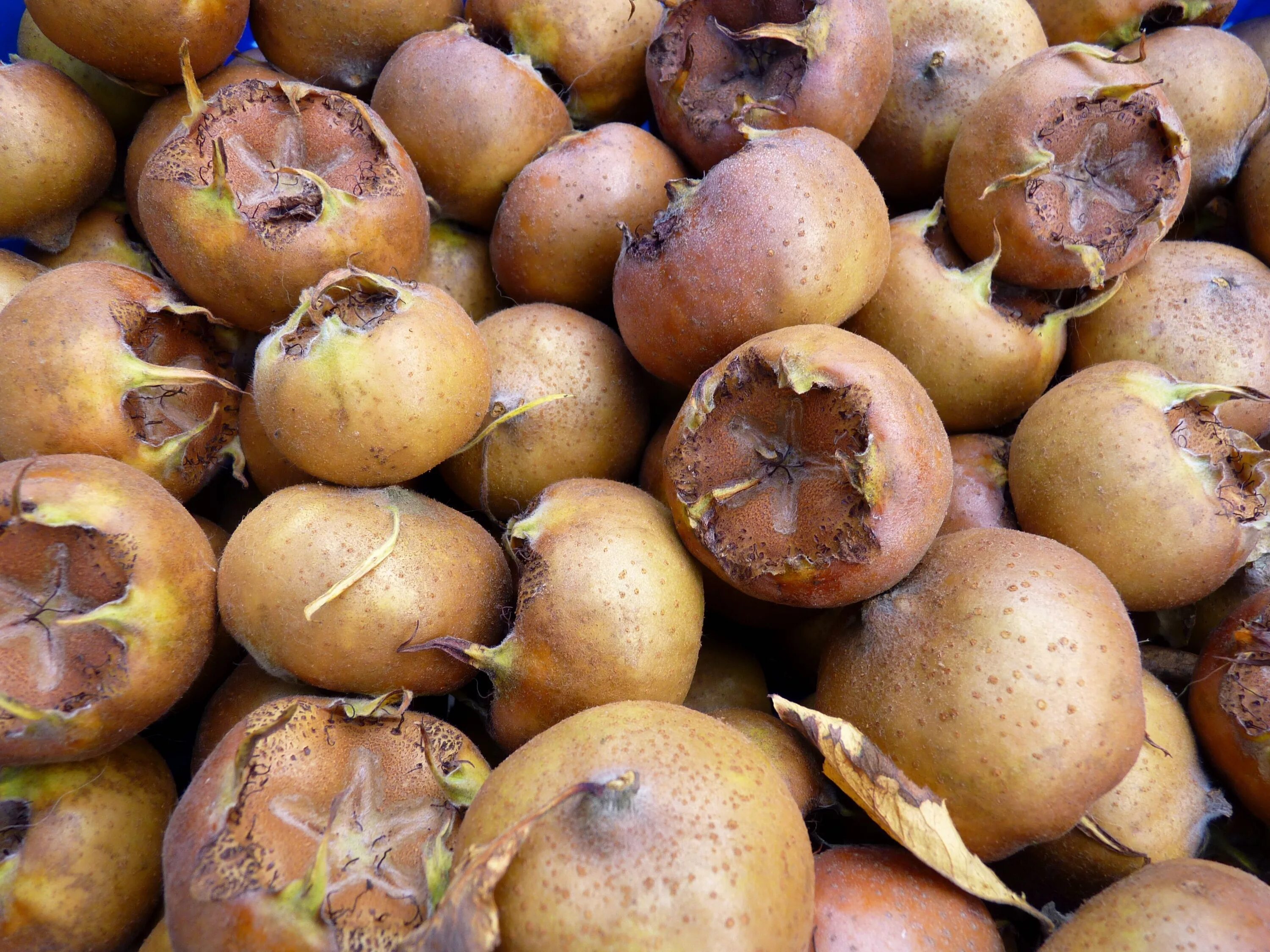 зкер армянский. Zker мушмула армянские. мушмула германская кавказская. зкер армянский фрукт. зкер армянский фрукт.