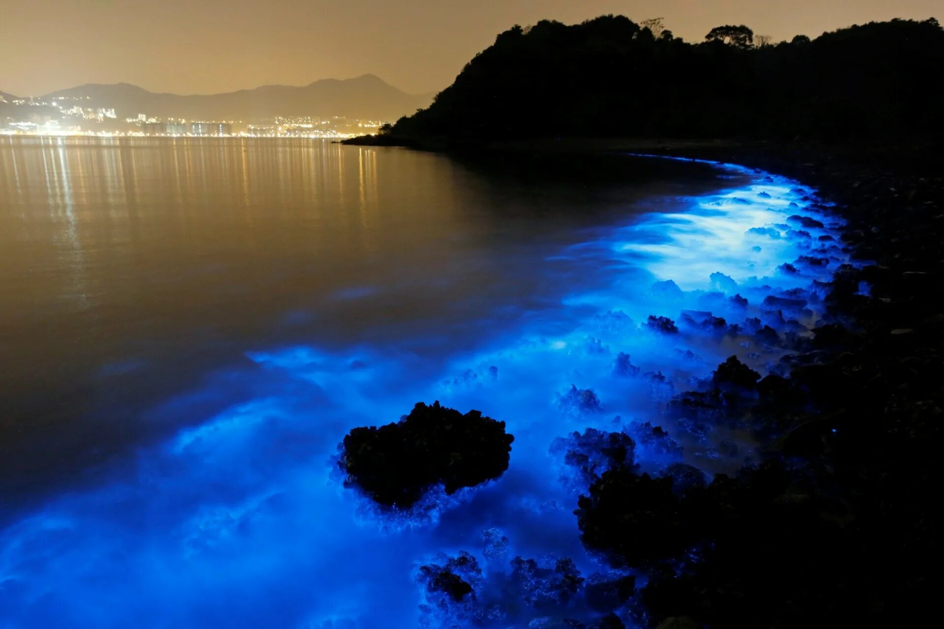 Планктон ночесветка. Водоросль ночесветка черное море. Ночесветка Noctiluca. Остров Ваадху. Море которое светится