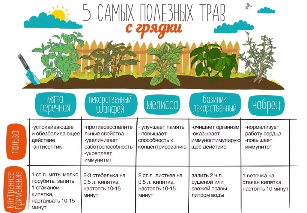 листья салата в огороде. огород на даче. сад и огород полезные советы. бархатцы теневыносливые. советы садоводам.