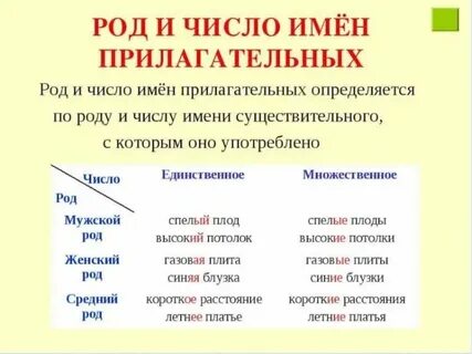 Род прилагательного во множественном числе как определить