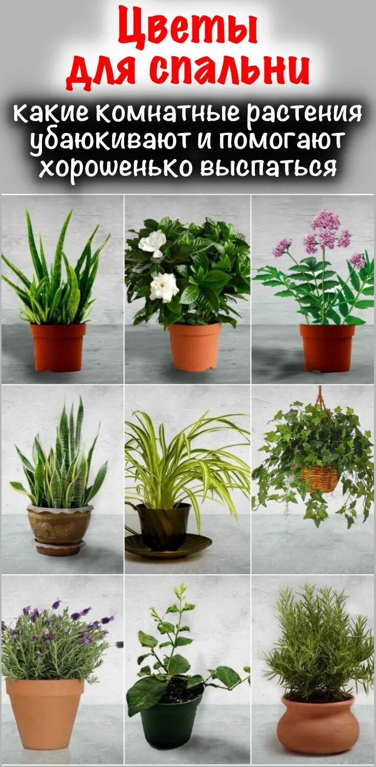 Indoor plants decor,decorations, decorating, decoration, decorating for christma