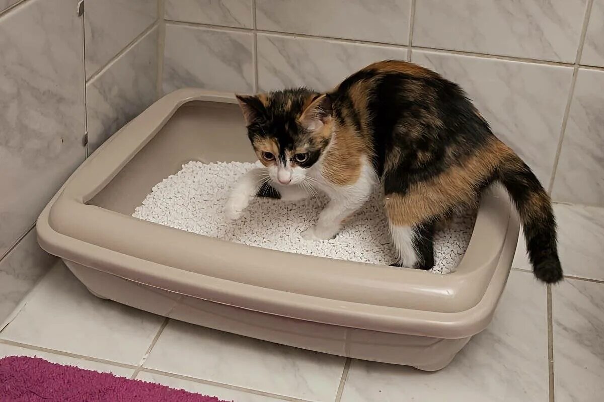 Кот в лотке. У маленького котенка понос. Кот в лотке. От чего маленький котёнок поносит. Кормящая кошка поносит.