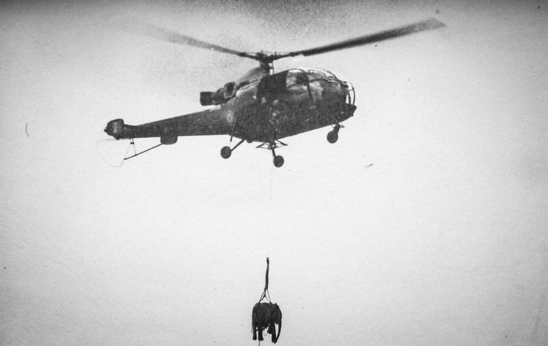 Вертолет слон. Индийские вертолеты слоны. Летающий слон вертолет. Вертолет корова.