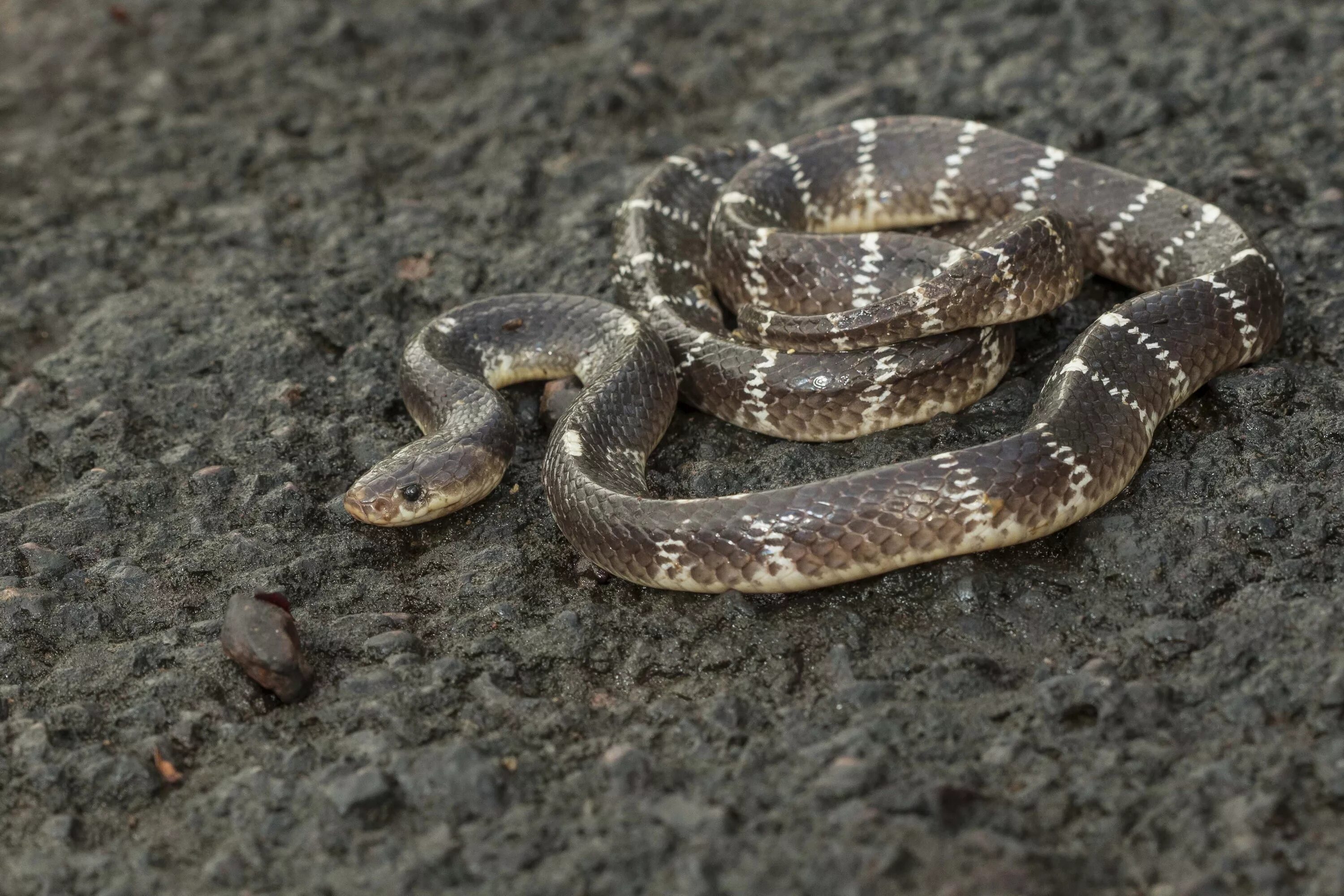 The cobra is a common poison