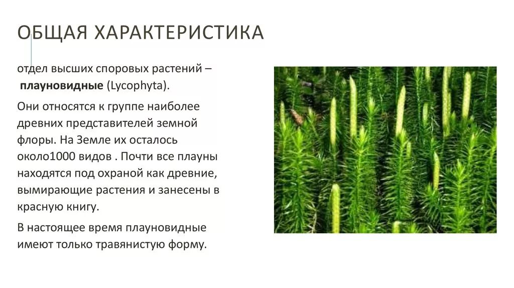 Плаун хвощи папоротник относятся к растениям. Высшие споровые растение отдел плауновидное. Общая характеристика плауновидных. Общие характеристики высших споровых растений папоротники хвощи. Высшие споровые растения строение.