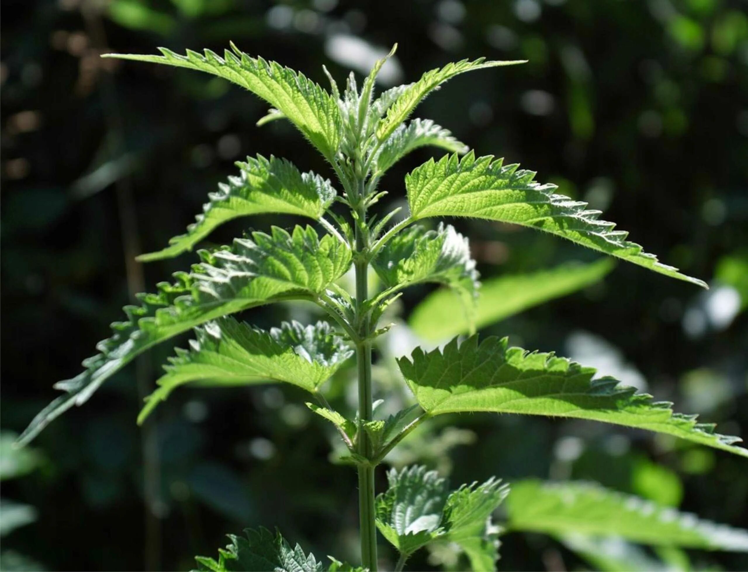 Крапива двудомная. Листья крапивы двудомной. Крапива двудомная (Urtica dioica). Крапива Киевская (Urtica Kioviensis).