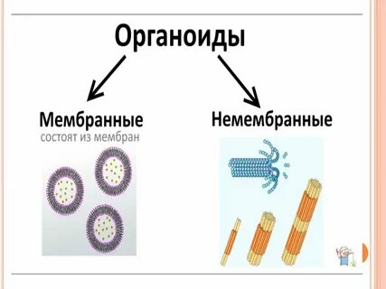 Реснички немембранные