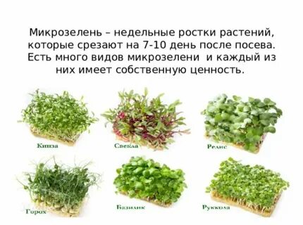 Проект по биологии микрозелень