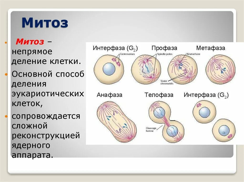 Деление клетки митоз. Интерфаза или митоз. Процесс деления клетки митозом. Интерфаза митоза митоза. Интерфаза митоза 2н4с.