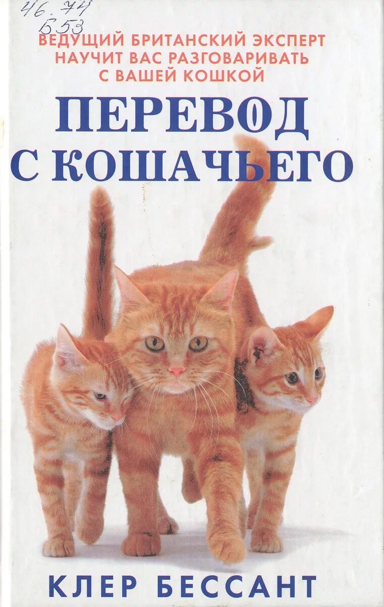 Как поговорить с кошкой. Привет на кошачьем языке. Как общаются кошки. Разговаривать с кошкой переводчик. Разговаривать с кошкой переводчик.