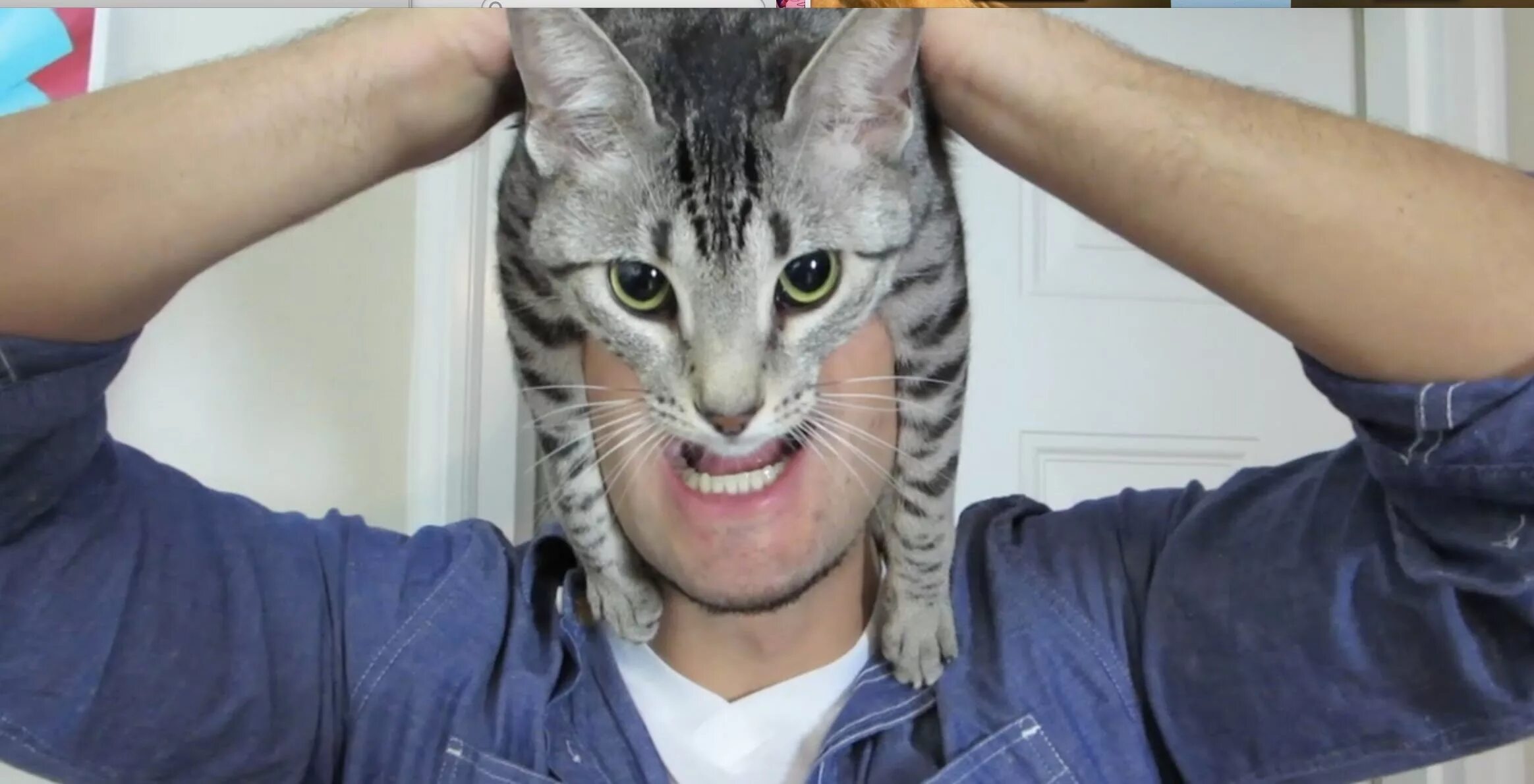 Голова кота. Котик на голове мужчины. Кот дремот в реальной жизни