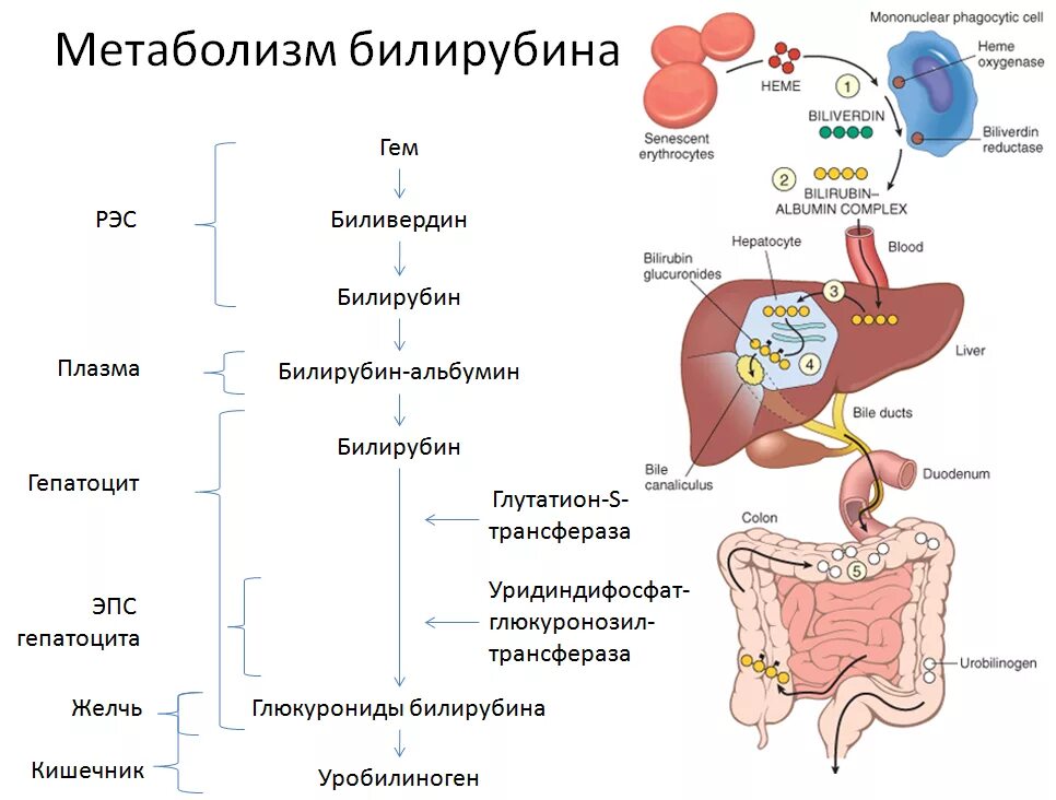 Повышен белок в печени. Общая схема метаболизма билирубина в организме. Схема основных этапов метаболизма билирубина. Схема образования фракций билирубина.. Схема образования билирубина.