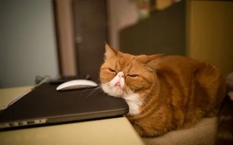 Уставший кот