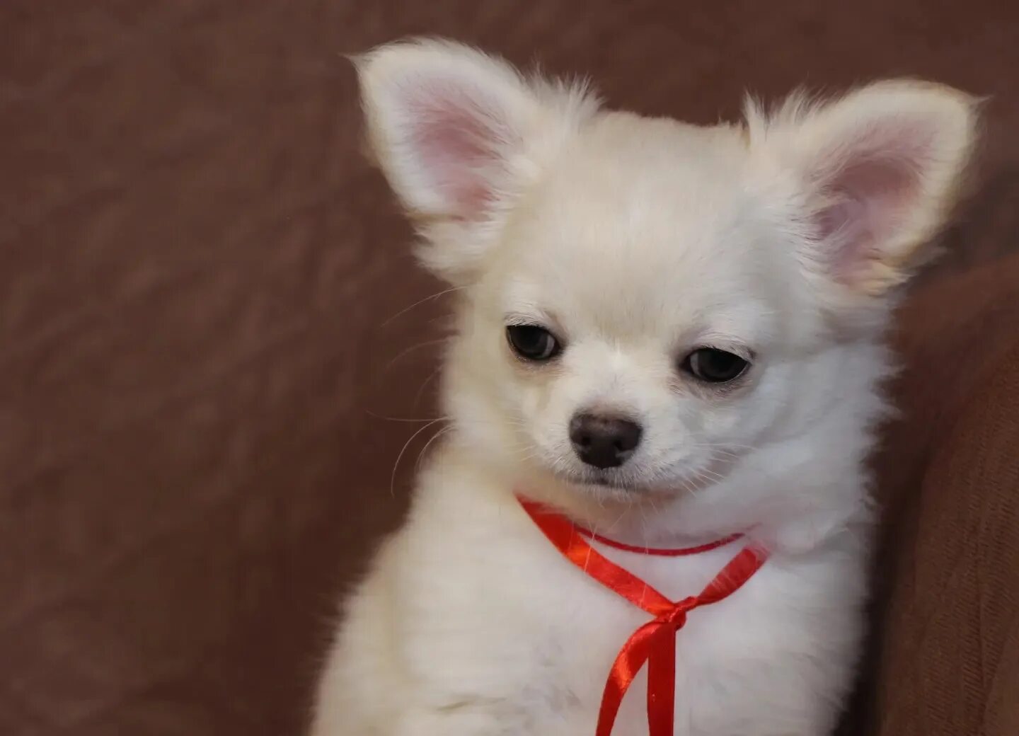 Чихуахуа дафни. Питомник собак чихуахуа. Питомник чихуахуа в санкт-петербурге. Питомник для маленьких собак. Тайский чихуахуа.