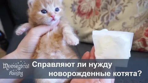 Котенок в месяц какает