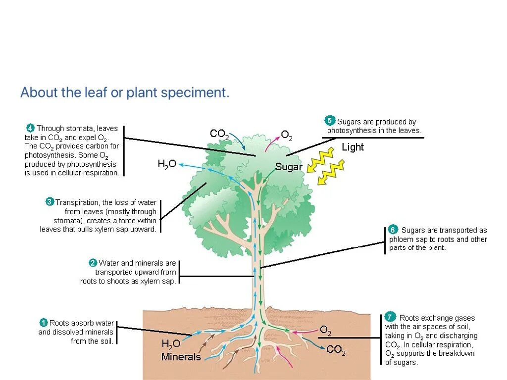 Transport of Water in Plants. Substance transport in Plants. Transportation in Plants. Stomata transpiration.