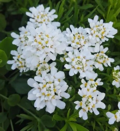 Иберис вечнозеленый "Вайтаут" (20см, бел IV) / Iberis sempervirens "Whiteout" С1