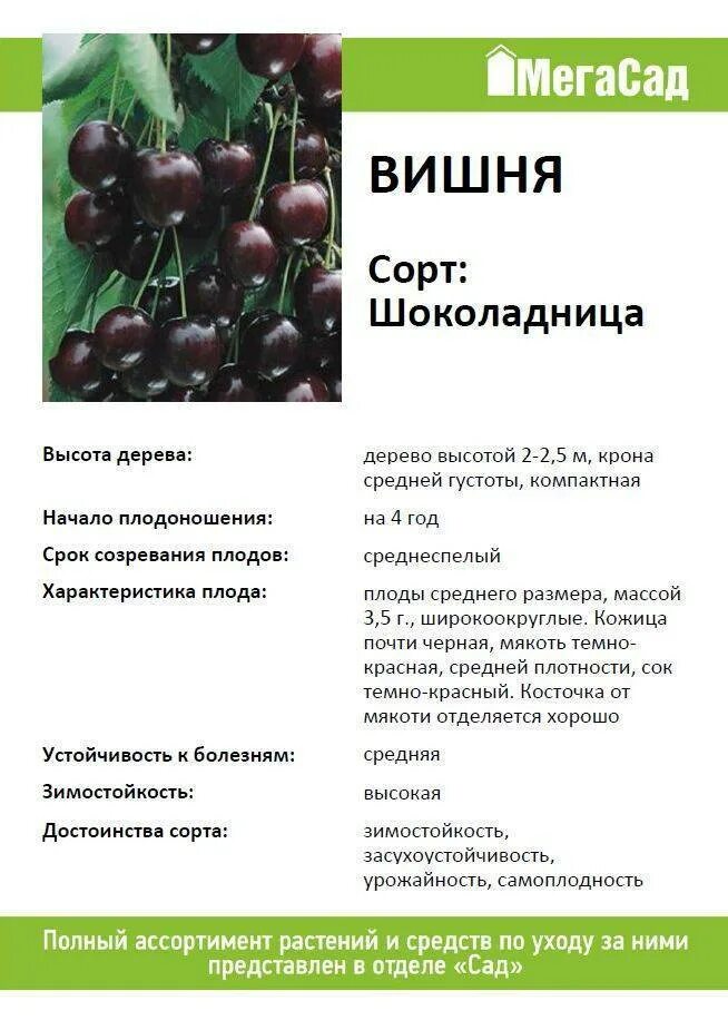 Вишня сорт жуковская отзывы. Саженцы вишня шоколадница. вишня обыкновенная шоколадница саженцы. вишня сорт шоколадница дерево. вишня шоколадница внииспк.