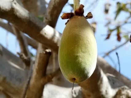 Monkey fruits