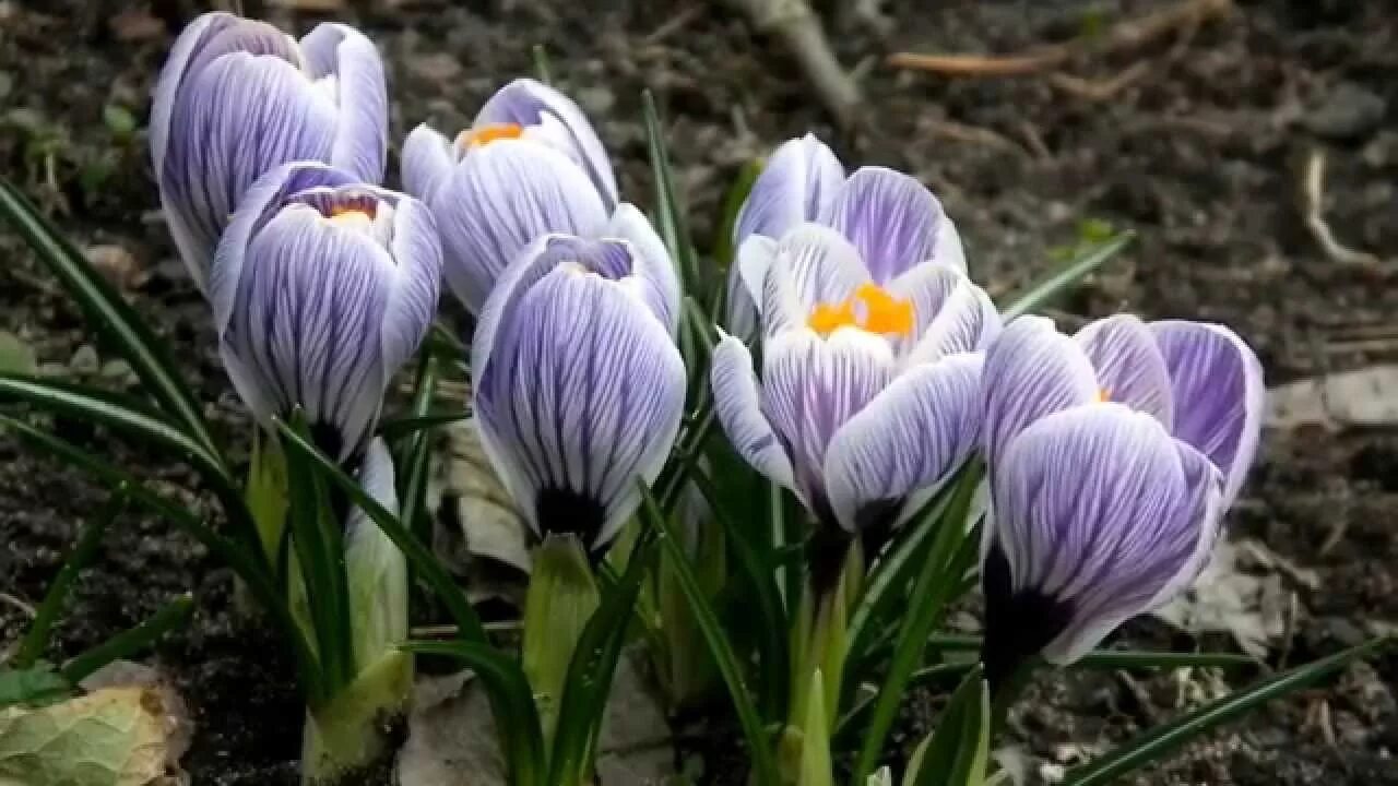 Первоцветы ботанический сад. Весенний первоцвет - подснежник. Первоцветы (подснежники, крокусы, гиацинты). Первоцветы крокусы. Лесные первоцветы.