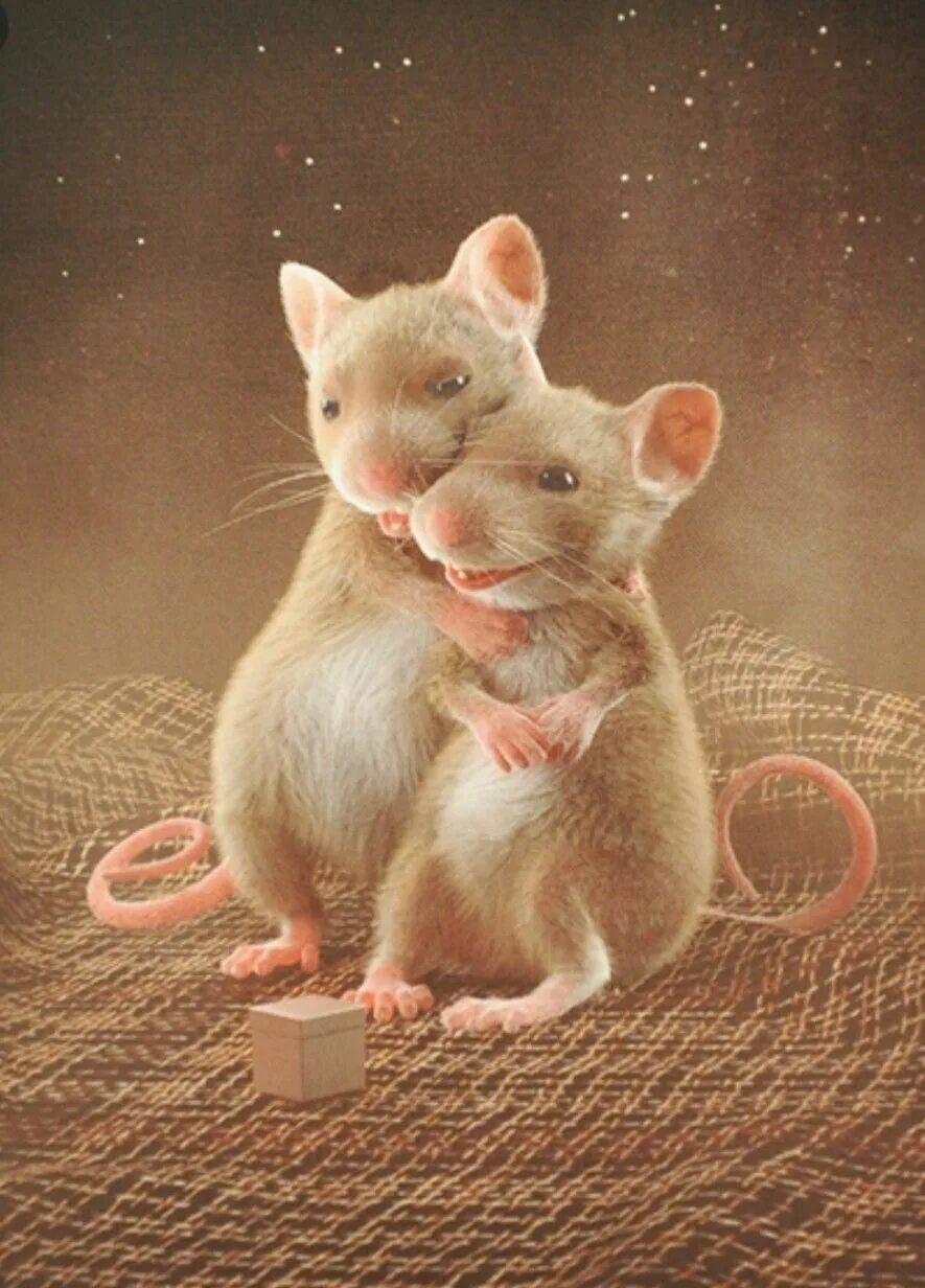 Милые мышки. Мышка любовь. Влюбленные мыши. Мышки обнимаются. Мышь мило