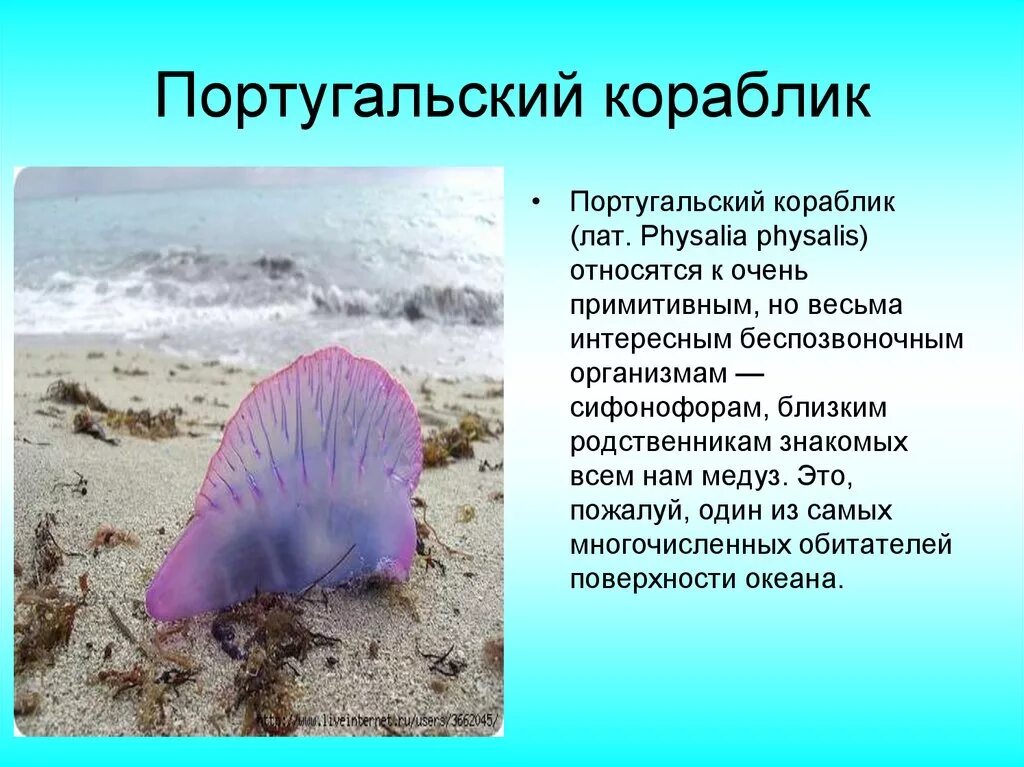 Португальский парусник медуза. Физалия медуза. Физалия португальский кораблик. Физалия медуза. Португальский военный кораблик медуза.