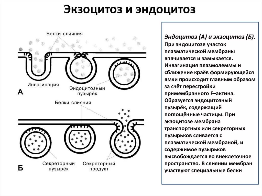 Эндоцитоз экзоцитоз фагоцитоз это. Эндоцитоз и экзоцитоз схема. Схема эндоцитоза и экзоцитоза. Эндоцитоз таблица.