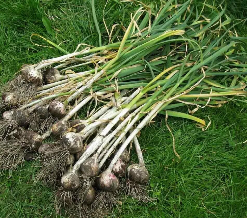 Урожай чеснока. Когда собирать чеснок. Выкапываем чеснок. Выкапываем чеснок. Корень чеснока.